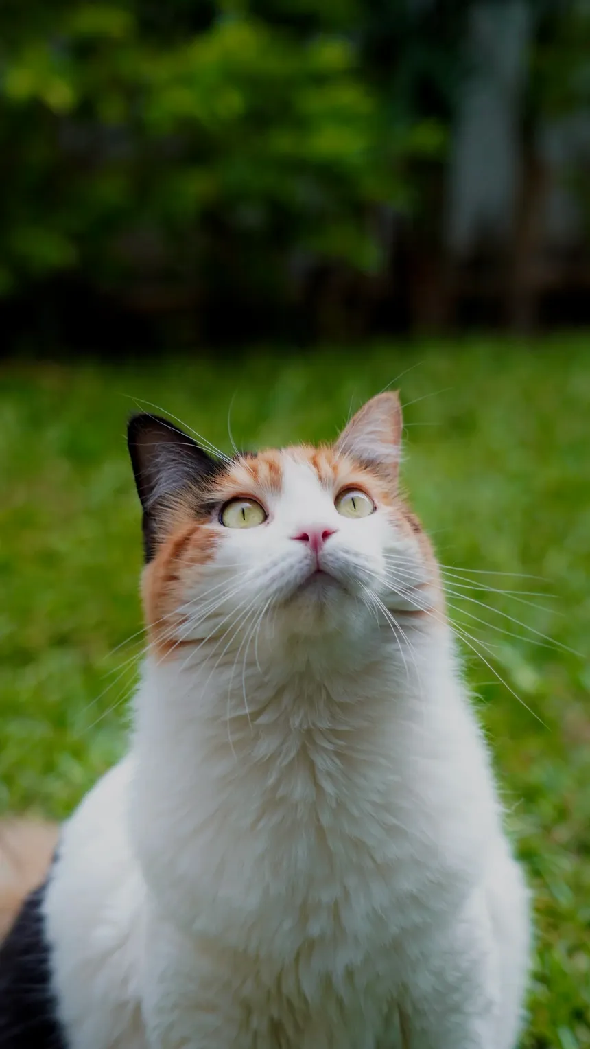 Emma, my cat, looking up outdoors